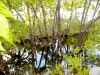 Collins Canal Cleanup - 08/03